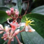 Miconia mirabilis Flower