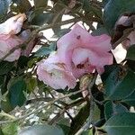 Camellia sasanqua Flors