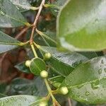 Psidium cattleyanum Frunză