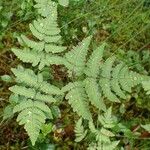 Gymnocarpium dryopteris Hábitos