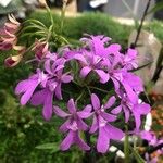 Pelargonium graveolens Feuille