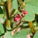Indigofera hirsuta Flor