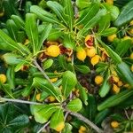 Pittosporum tobira Frucht