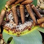 Welwitschia mirabilis Hedelmä