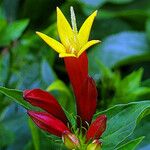 Spigelia marilandica Цвят