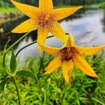 Lilium canadense Flower