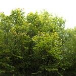 Ulmus thomasii Vekstform