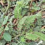 Astragalus sesameus Leaf