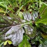 Salvia lyrata Leaf
