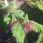 Calliandra houstoniana പുഷ്പം