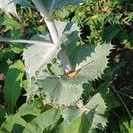 Eryngium giganteum Leaf