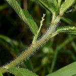 Caperonia castaneifolia Coajă