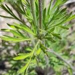 Anemone multifida Leaf