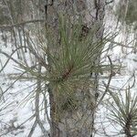 Pinus resinosa Лист