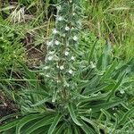 Echium italicumЛист