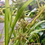 Carex grayi Fruit