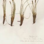 Carex myosuroides Staniste