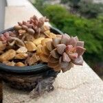 Graptosedum bronzeFuelha