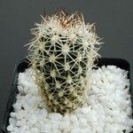 Sclerocactus wetlandicus موطن