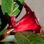 Rhododendron beanianum 花