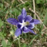 Aquilegia vulgaris Flower