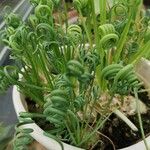 Albuca spiralis Folha