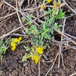 Crotalaria deserticola Habitus
