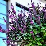 Ocimum kilimandscharicum Habit