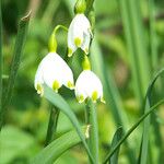 Leucojum aestivum Blomst