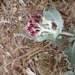 Asclepias californica Habit