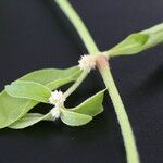 Alternanthera ficoidea Цветок