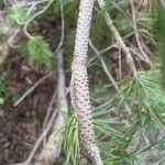 Pinus contorta Kéreg