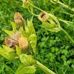 Cirsium oleraceumFlor