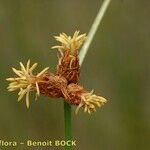 Schoenoplectus pungens Fruit