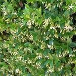 Trachelospermum jasminoides Buveinė