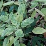 Salvia officinalis Feuille