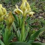 Iris pseudopumila Кветка