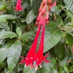 Fuchsia boliviana പുഷ്പം