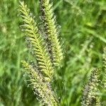Cynosurus cristatus Fiore