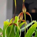 Bulbophyllum unitubum Flower