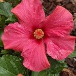 Hibiscus rosa-sinensisKwiat