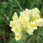 Linaria vulgarisFlors