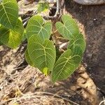 Ficus populifolia ᱥᱟᱠᱟᱢ