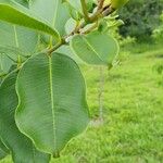 Lafoensia pacari Leaf