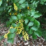 Haematoxylum campechianum Blad