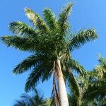 Roystonea regia Hábito