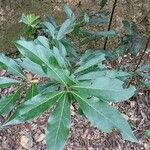 Laurus novocanariensis Лист
