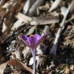 Crocus corsicus Flower