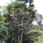 Sloanea magnifolia Hábito