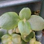 Crassula multicava 葉